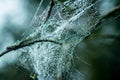 Spider web with dew drops. Cobweb close-up Royalty Free Stock Photo