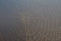 Spider web with dew drops. Cobweb close-up Royalty Free Stock Photo