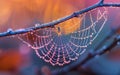 Spider web with dew drops on colorful background Royalty Free Stock Photo