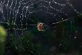 Spider web with dew drops on a dark background. 