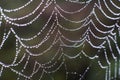 Spider web with dew drops on it.