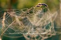 Spider web with dew drops on a dry plant stem in the sunlight at summer morning Royalty Free Stock Photo