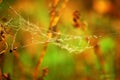 Spider web and dew drops.