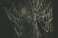 Spider web with dew drops extreme closeup. Royalty Free Stock Photo