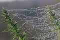 Spider web with dew drops Royalty Free Stock Photo