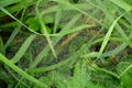spider web with dew drops on a grass Royalty Free Stock Photo