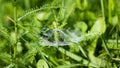 Spider web with dew drops on green grass Royalty Free Stock Photo