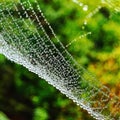 spider web with dew drops on the green grass, macro view. Royalty Free Stock Photo