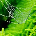 spider web with dew drops on green grass Royalty Free Stock Photo