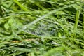 Spider web with dew drops on green grass Royalty Free Stock Photo
