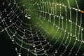 The spider web with dew drops, green leaves on the background Royalty Free Stock Photo