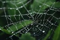 The spider web with dew drops, green leaves on the background Royalty Free Stock Photo