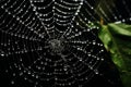 The spider web with dew drops, green leaves on the background Royalty Free Stock Photo