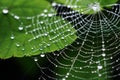 The spider web with dew drops, green leaves on the background Royalty Free Stock Photo