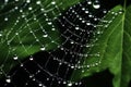 The spider web with dew drops, green leaves on the background Royalty Free Stock Photo