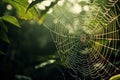 The spider web with dew drops, green leaves on the background Royalty Free Stock Photo