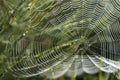 spider web with dew drops on a meadow in the morning back light, garden cross spider (Araneus diadematus) Royalty Free Stock Photo