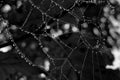 Spider web with dew drops in the morning, black and white Royalty Free Stock Photo