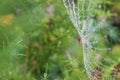 Spider on a web with dew drops in the morning Royalty Free Stock Photo