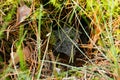 Spider web with dew drops on morning forest in Finland at autumn Royalty Free Stock Photo