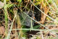 Spider web with dew drops on morning forest in Finland at autumn Royalty Free Stock Photo