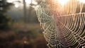 Spider web with dew drops in morning light. Nature background Royalty Free Stock Photo