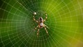 Spider Web Dew Drops Nature Detail Macro Generative AI