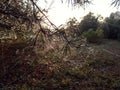 Spider web with dew drops on pine branches, early autumn morning, close-up Royalty Free Stock Photo