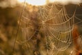 Spider web with dew drops on a plants stems at sunny summer morning Royalty Free Stock Photo