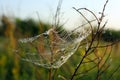 Spider web with dew drops on plants in sunlight. Macro photography Royalty Free Stock Photo