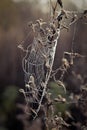 Spider Web with dew drops