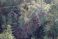 Spider web with dew drops Royalty Free Stock Photo