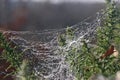 Spider web with dew drops Royalty Free Stock Photo