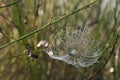 Spider web with dew drops between the stalks in a green meadow, selected focus Royalty Free Stock Photo