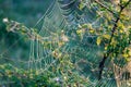 Spider web with dew drops at sunny summer morning against green plans Royalty Free Stock Photo