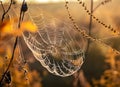 Spider web with dew drops at sunrise in autumn, close up Royalty Free Stock Photo