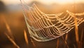 Spider web with dew drops at sunrise. Beautiful natural background Royalty Free Stock Photo