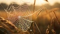 Spider web with dew drops at sunrise. Beautiful nature background Royalty Free Stock Photo
