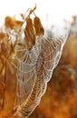 Spider web with dew drops at sunrise. Royalty Free Stock Photo