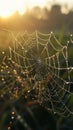 Spider web with dew drops at sunrise Royalty Free Stock Photo
