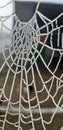 Spider web with dew drops