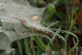 spider web, dew on grass background photos Royalty Free Stock Photo