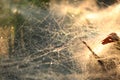 spider web, dew on grass background wallpaper texture detail photo Royalty Free Stock Photo