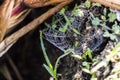 Spider Web Dew