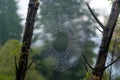 Spider web with dew in a jungle Royalty Free Stock Photo
