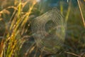 Spider web with dewdrops, wounded by a cold misty morning. Selective focus Royalty Free Stock Photo