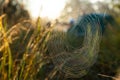 Spider web with dewdrops, wounded by a cold misty morning. Selective focus Royalty Free Stock Photo