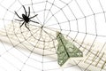 Spider Web and dollar Royalty Free Stock Photo