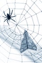 Spider Web and dollar Royalty Free Stock Photo