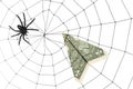 Spider Web and dollar Royalty Free Stock Photo